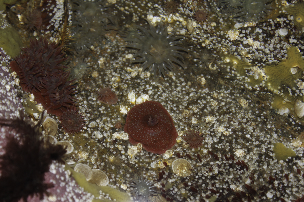 Anemone Cave